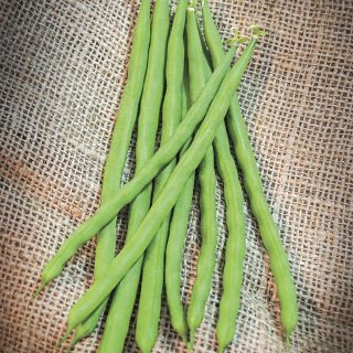 Kentucky Blue Pole Bean Thumbnail